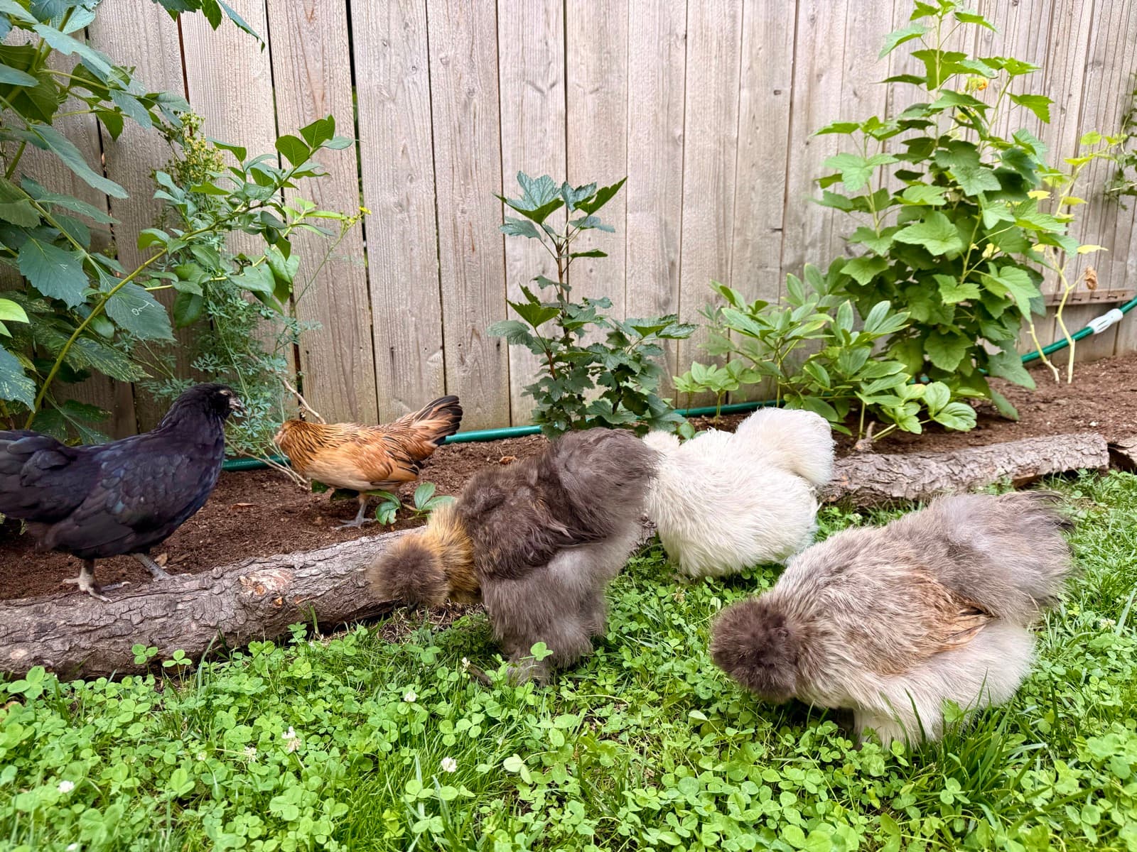 A young girl gently holding one of the studio's chickens in the garden