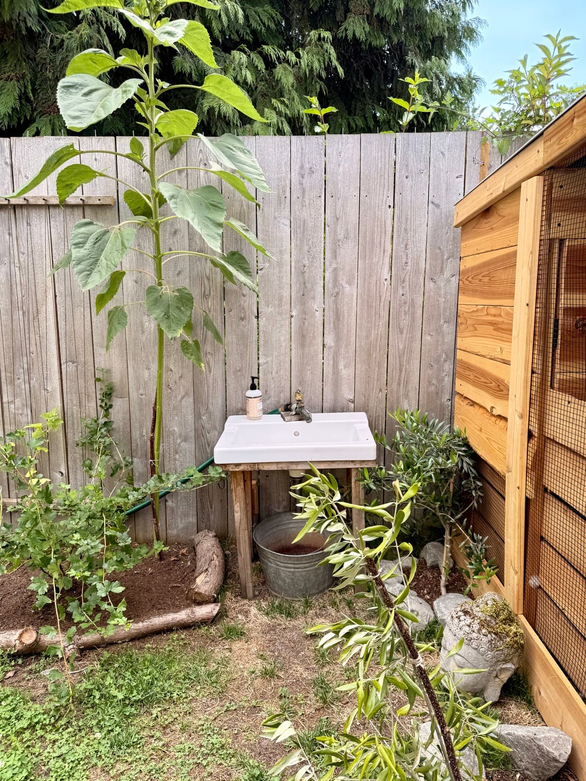 An outdoor sink station near the chicken coop